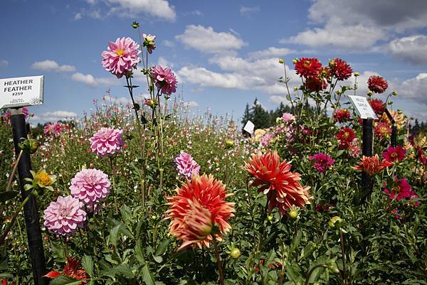 奧瑞岡州天鵝島大理花田Swan Island Dahlias