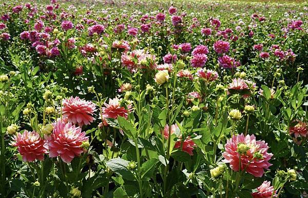 奧瑞岡州天鵝島大理花田Swan Island Dahlias