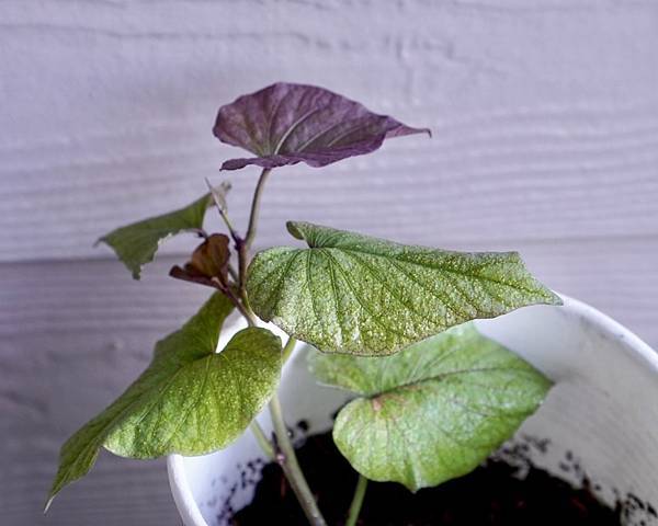 甘薯sweet potatoes種植記錄