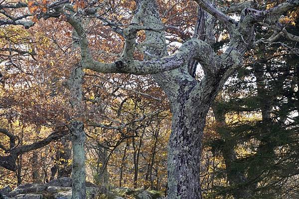 維吉尼亞州Shenandoah National Park仙