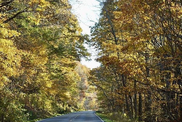 維吉尼亞州Shenandoah National Park仙