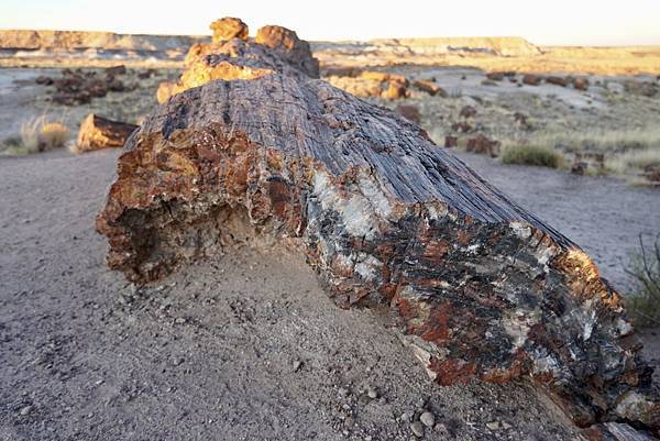 亞利桑納州石化林國家公園Petrified Forest N