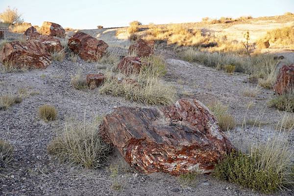 亞利桑納州石化林國家公園Petrified Forest N