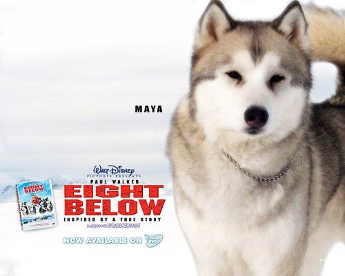 極地長征（Eight Below） (6)