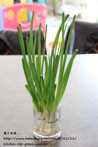 green_onions_41