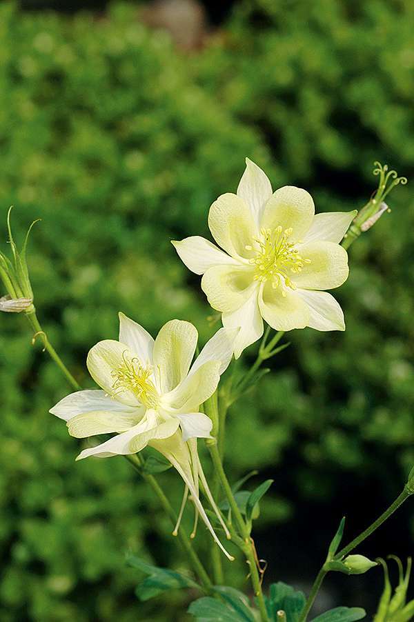 西洋耬斗菜 愛花人集合 愛生活 365 痞客邦 西洋耬斗菜 愛花人集合 愛生活 365 痞客邦