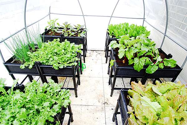 溫室栽培提高產量品質 空中菜園 用種菜箱實現城市田園樂 愛生活 365 痞客邦