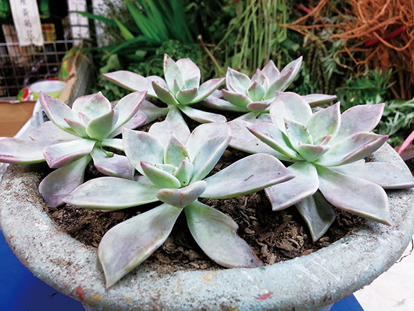 多肉　食べると健康になる石連花♪ 多肉 食べると健康になる石連花♪