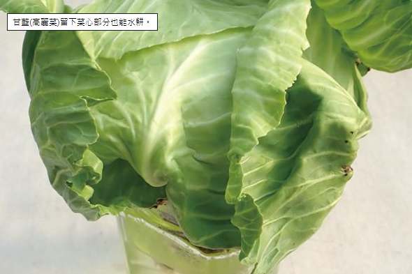 不再擔心買一大顆高麗菜 大白菜會吃膩 留下菜心水耕就能隨時有新鮮蔬菜吃 愛生活 365 痞客邦