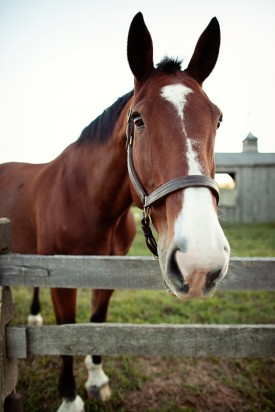 Virginia-Vineyard-Wedding-Horse-275x412