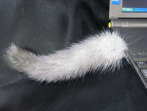 CAT_TAIL_1.jpg