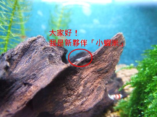 小蝦米.JPG 小蝦米.JPG