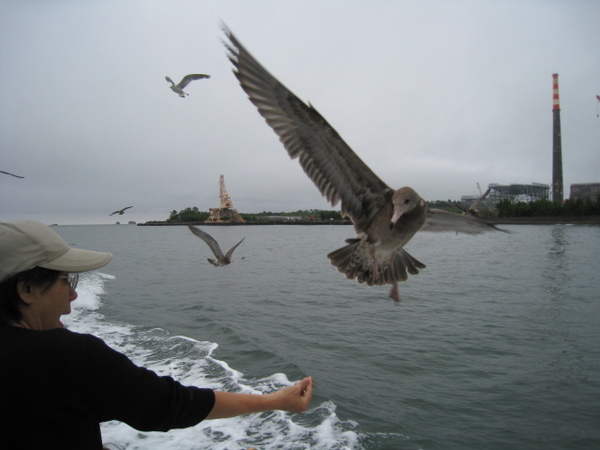 餓死鬼的海鷗