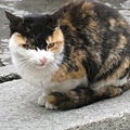 宏村的貓 (2).jpg