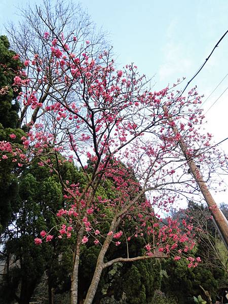 2012年陽明山花季