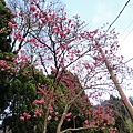 2012年陽明山花季