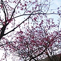 2012年陽明山花季