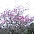 2012年陽明山花季