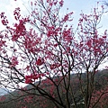 2012年陽明山花季