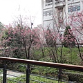 清華大學