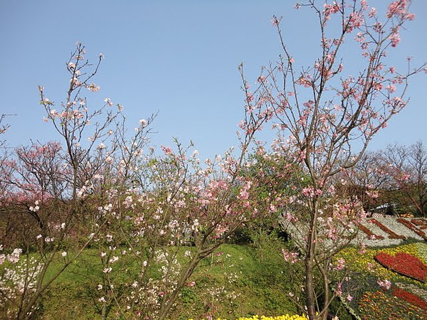 陽明山花季