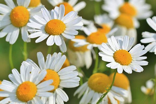 chamomile-401490_1920