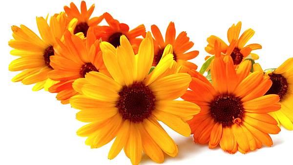 2-marigolds-979516_1920