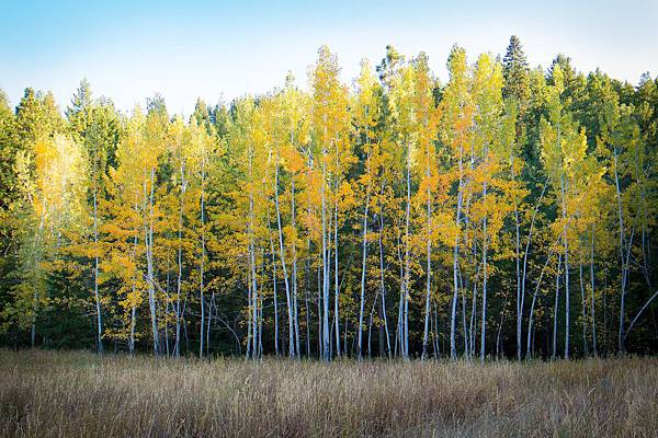 birch-trees-1030881_1920