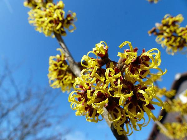 witch-hazel-244996_1920