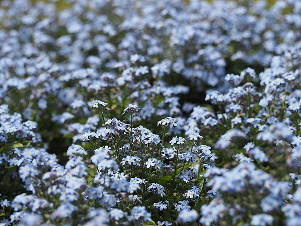 forget-me-not-718610_1920