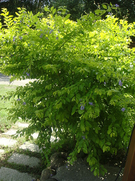 黃金露花.JPG 黃金露花.JPG