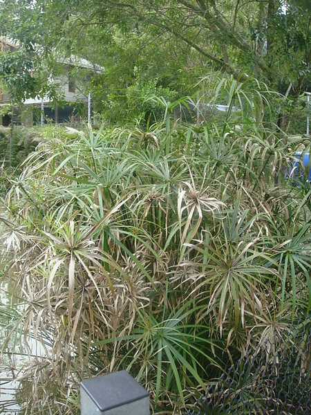 輪傘莎草2.JPG 輪傘莎草2.JPG