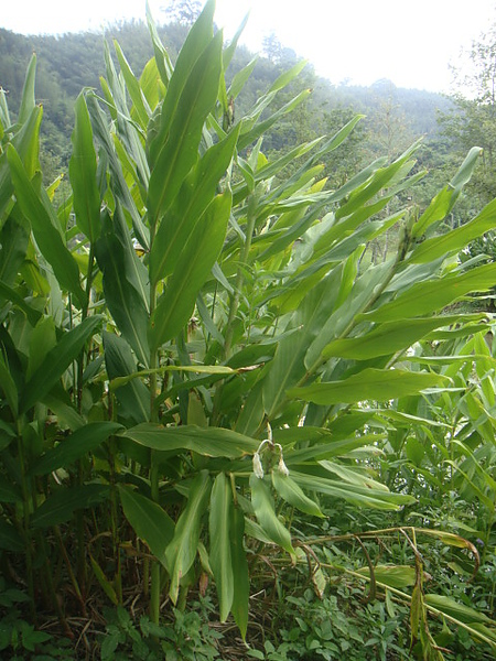 野薑花2.JPG 野薑花2.JPG