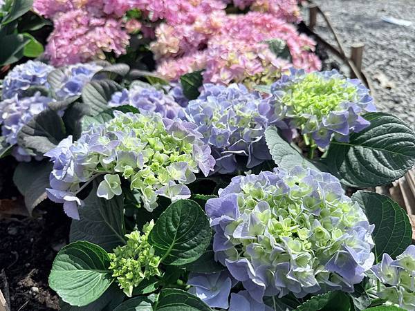 【愛馬氏】大安森林公園-杜鵑花/繡球花/花季/野餐。