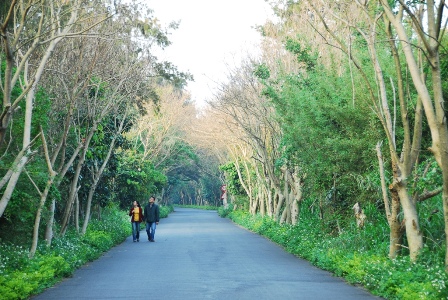 綠色隧道