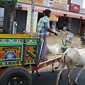 印度牛