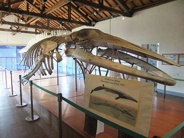 布氏鯨骨骸標本