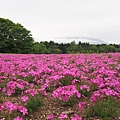 芝櫻祭