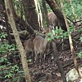 林中超多野生鹿