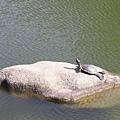 澤之池的烏龜