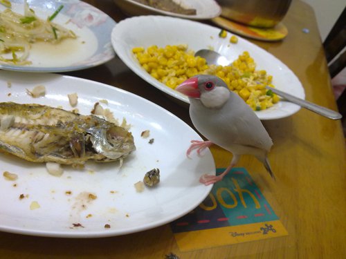 啾寶偷吃魚被抓包