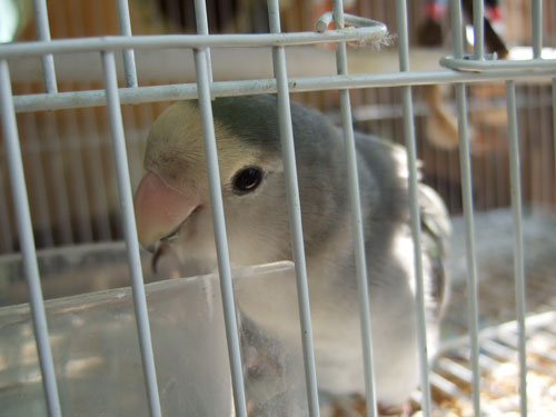 渣渣
