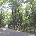 井之頭公園看來挺不錯的