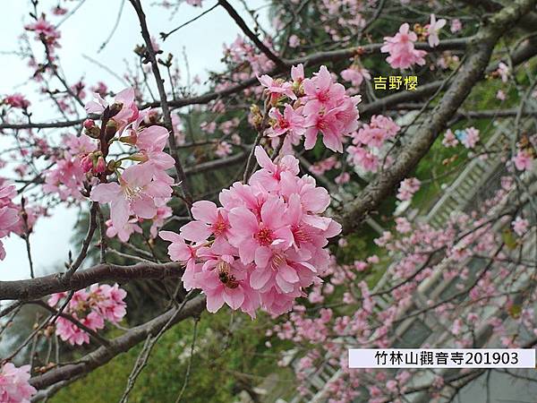 竹林山觀音寺-01封面.JPG