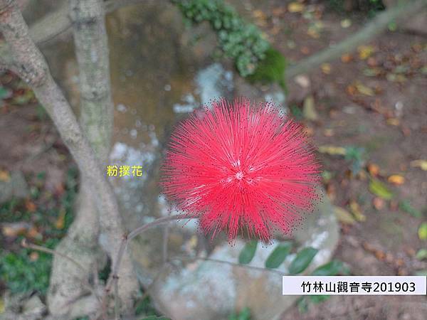 竹林山觀音寺8-粉撲花.JPG