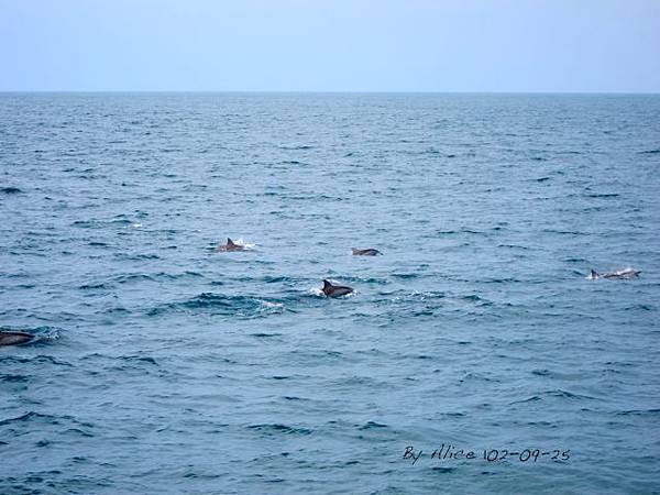 龜山島賞鯨