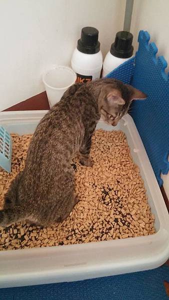 12016481_958269360860342_200495871_n.jpg 12016481_958269360860342_200495871_n.jpg