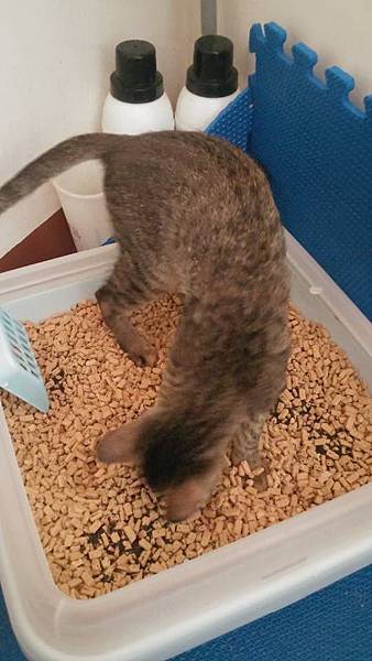 12025402_958269350860343_225340079_n.jpg 12025402_958269350860343_225340079_n.jpg