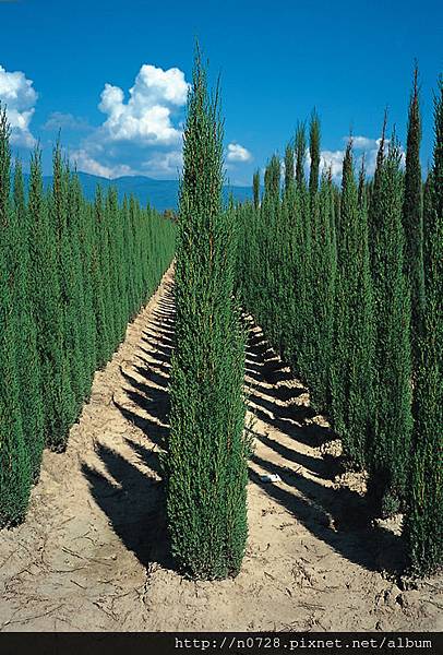 Cupressus-Sempervirens-Totem.jpg