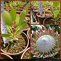 帝王花生(Protea cynaroides) KING 